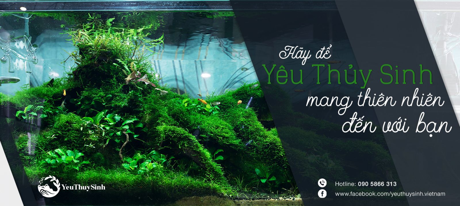 Bảo trì hồ thủy sinh