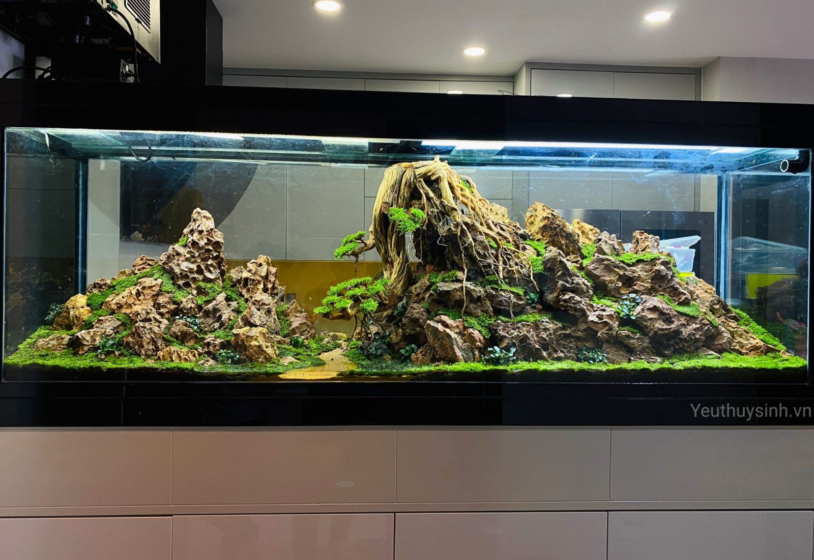Tác phẩm: “Bonsai trên vách núi” - YÊU THỦY SINH