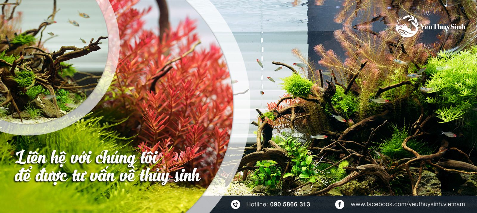 Tư vấn, thiết kế, lắp đặt hồ thủy sinh