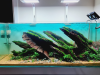Bố cục lũa cho hồ 120cm