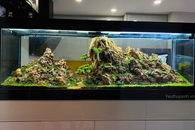 Tác phẩm: “Bonsai trên vách núi”