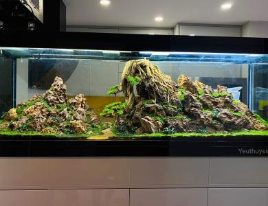 Tác phẩm: “Bonsai trên vách núi”