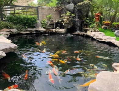 Thi công, thiết kế, hồ cá koi
