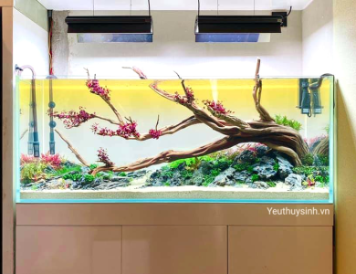 Ánh sáng trong hồ thủy sinh ảnh hưởng như thế nào?