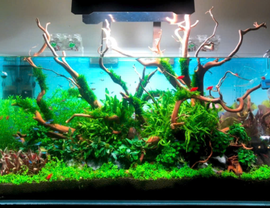 Hồ thủy sinh 