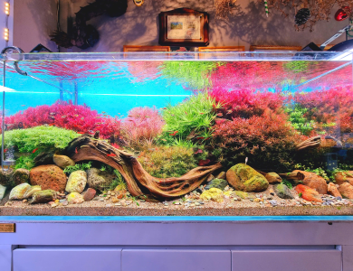 Hồ thủy sinh phong cảnh