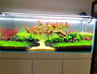 Hồ thủy sinh đơn giản