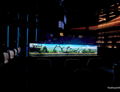 Hồ thủy sinh tại Quầy Bar Quận 1
