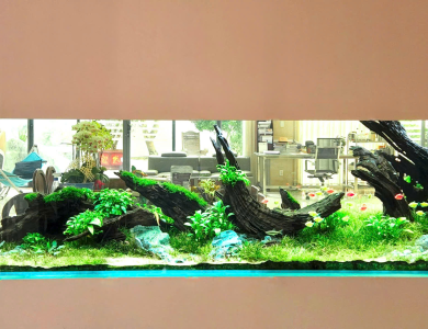 Trang trí hồ thủy sinh tại phòng khách