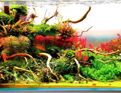 Hồ thủy sinh nhiều rễ