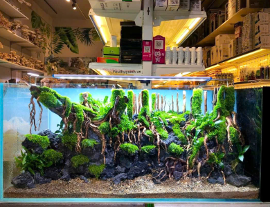 Hồ thủy sinh rừng nhiệt đới