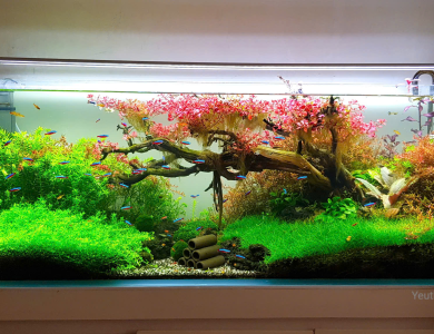 Hồ thủy sinh hoa anh đào nở