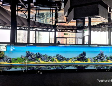 Hồ thủy sinh đá