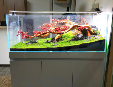 Hồ thủy sinh tại Quận 2