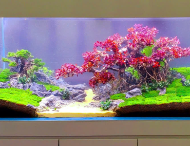 Hồ thủy sinh cây anh đào