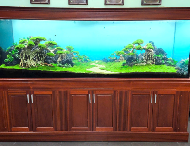 Hồ thủy sinh trang trí trên kệ tủ