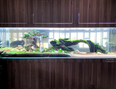 Hồ thủy sinh trong nhà tại Quận Bình Thạnh