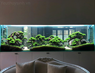 Hồ thủy sinh 3 cây