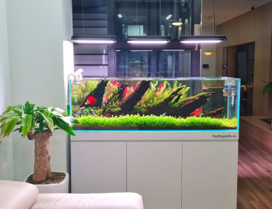 Hồ thủy sinh phòng khách