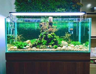 Hổ thủy sinh sỏi đá