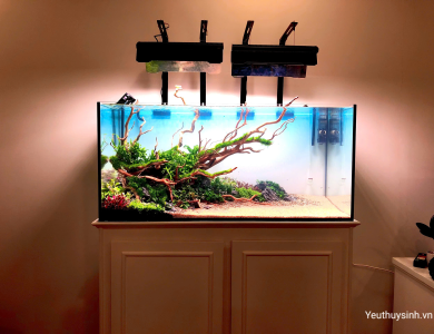 Hồ cảnh thủy sinh