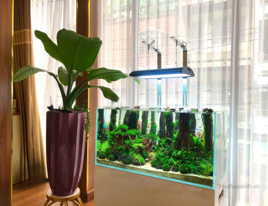 Hồ thủy sinh rừng nhiệt đới