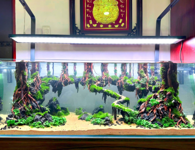 Hồ thủy sinh rừng cây