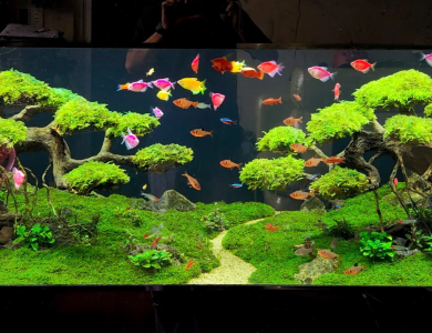 Hồ thủy sinh đồng cỏ