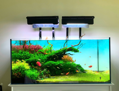 Hồ thủy sinh đơn giản 1