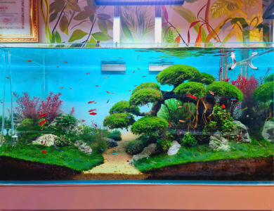 Hồ thủy sinh đồng quê