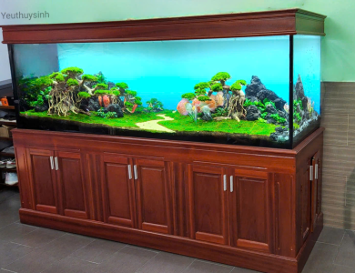 Hồ thủy sinh trang trí trên kệ tủ
