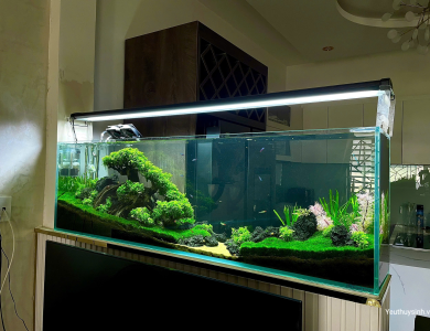 Hồ cá thủy sinh