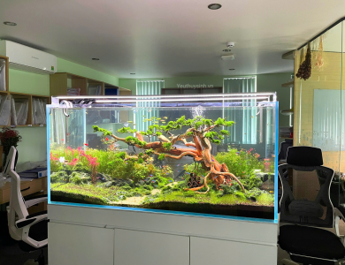Hồ thủy sinh văn phòng
