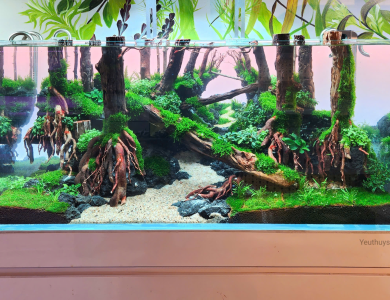 Hồ thủy sinh rừng cây nhiệt đới