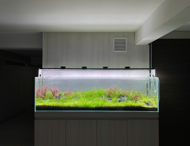 Hồ thủy sinh cỏ thấp