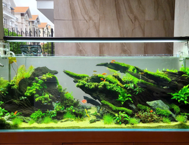 Hồ thủy sinh đá nhọn