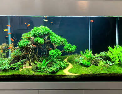 Hồ thủy sinh 4
