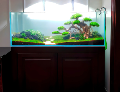 Hồ thủy sinh đang set up