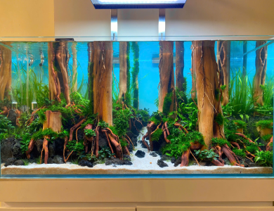 Hồ thủy sinh trang trí trong nhà gỗ