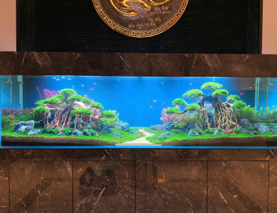 Hồ thủy sinh bán cạn