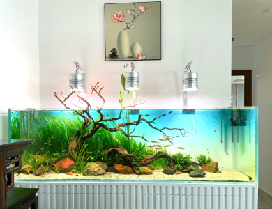 Hồ thủy sinh 5