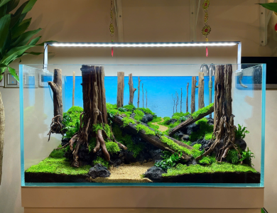 Hồ thủy sinh nhiều cây