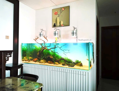 Hồ thủy sinh phòng khách mới