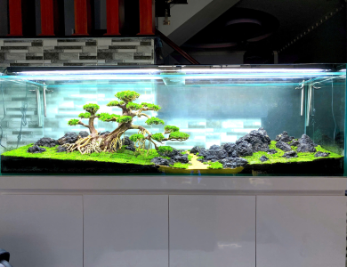 Thủy sinh đơn giản mà đẹp