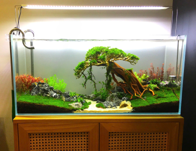 Hồ thủy sinh cây nghiêng