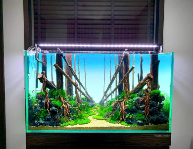 Hồ thủy sinh cây cọc