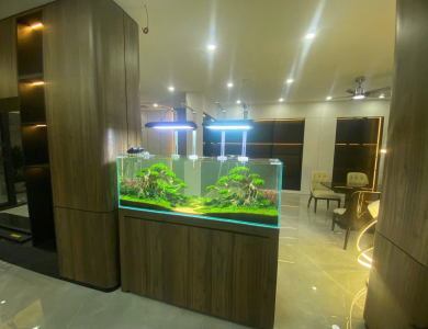 Hồ thủy sinh tủ gỗ phòng khách