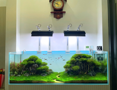 Hồ thủy sinh nhiều cây cỏ