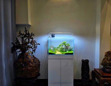 Hồ thủy sinh nhỏ