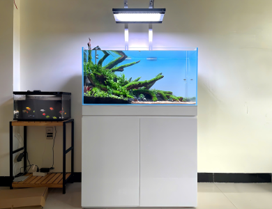 Hồ thủy sinh nhỏ kế hồ cá